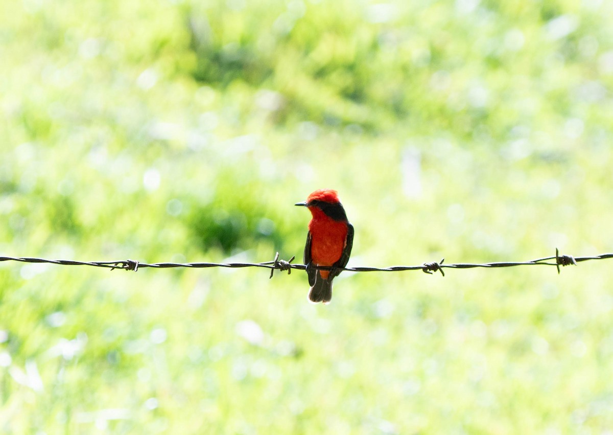 Vermilion Flycatcher - ML644629225