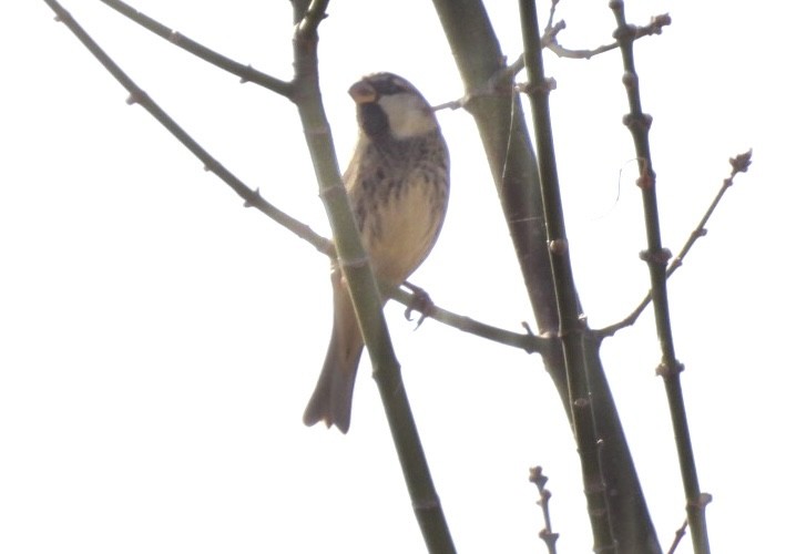 Txolarre iluna - ML644629227