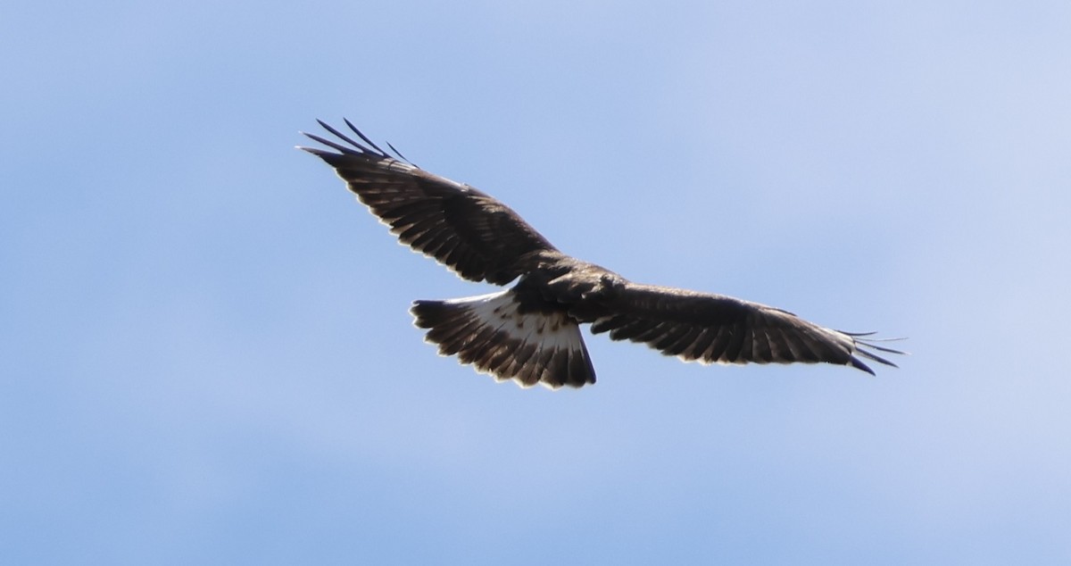 Зимняк - ML644629232