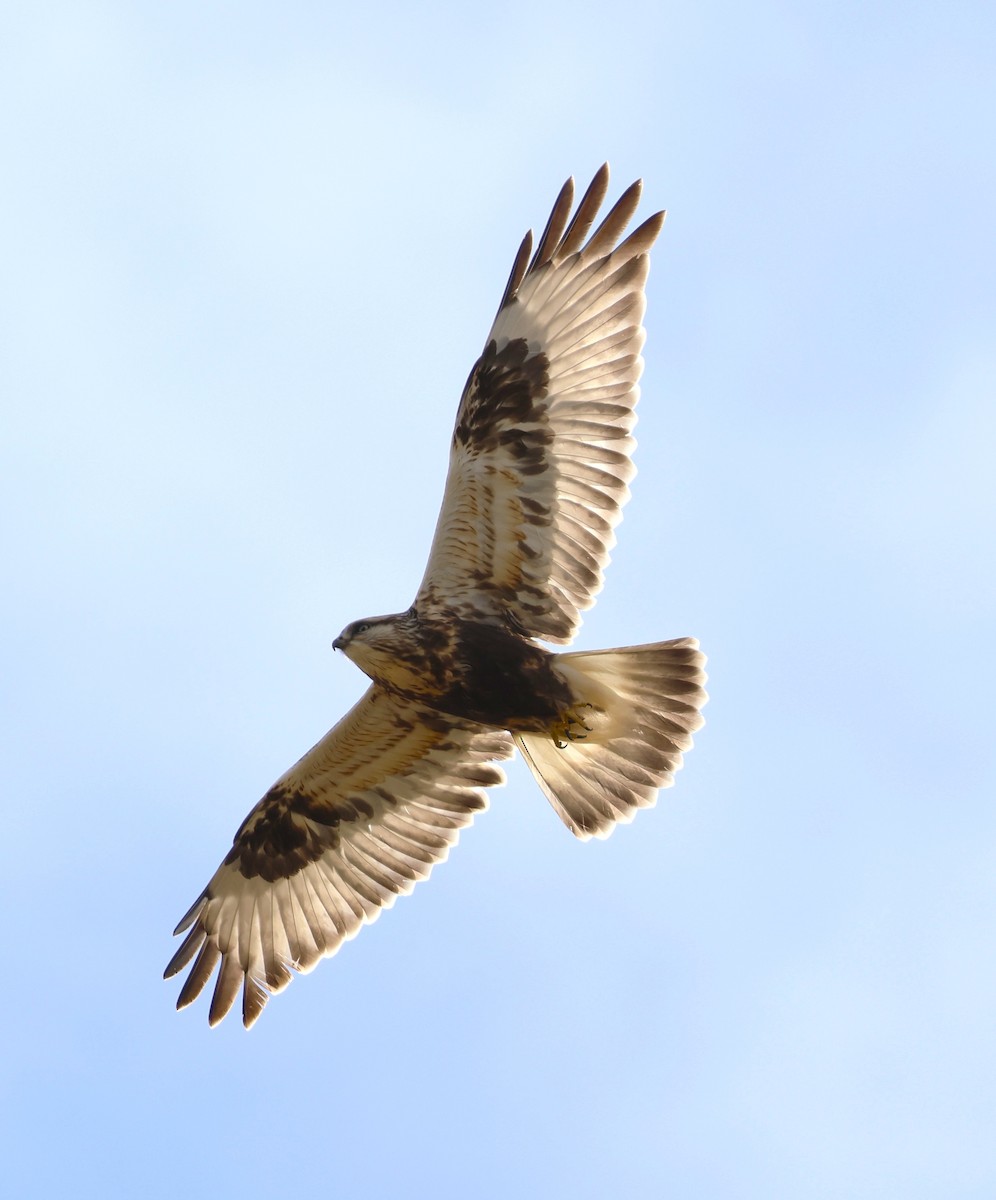 Зимняк - ML644629233