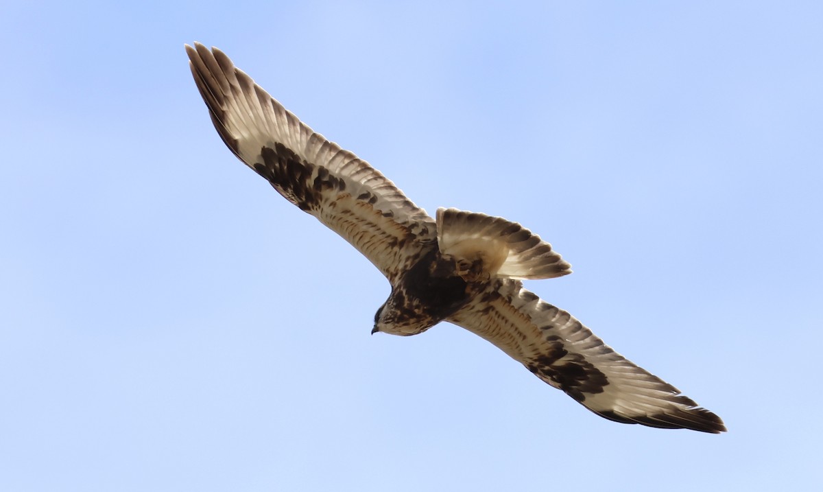 Зимняк - ML644629234