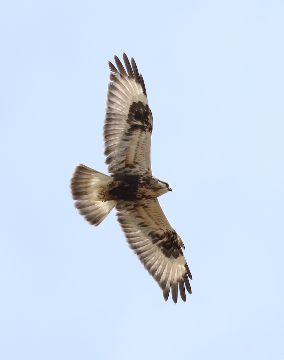 Зимняк - ML644629235