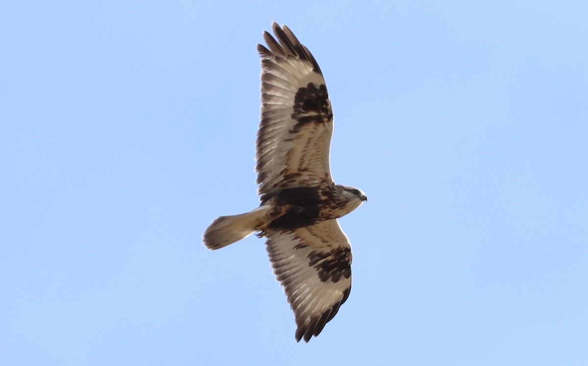 Зимняк - ML644629237