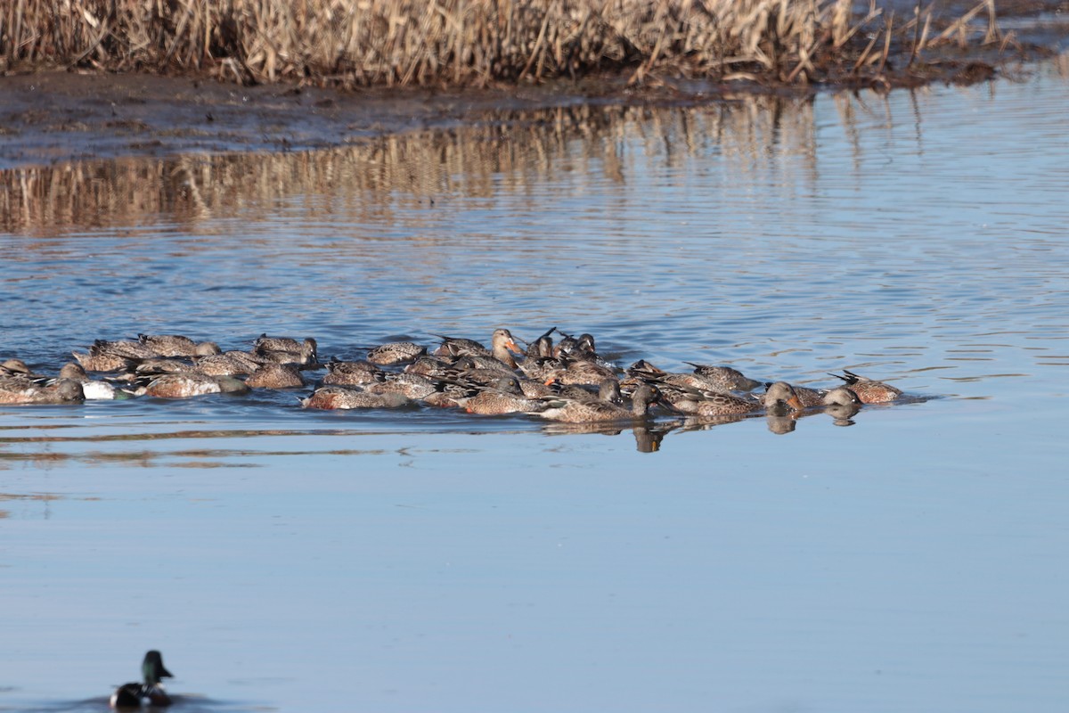 Northern Shoveler - ML644629256