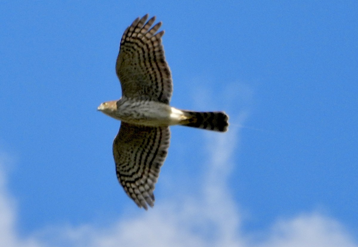 Яструб неоарктичний - ML644629257