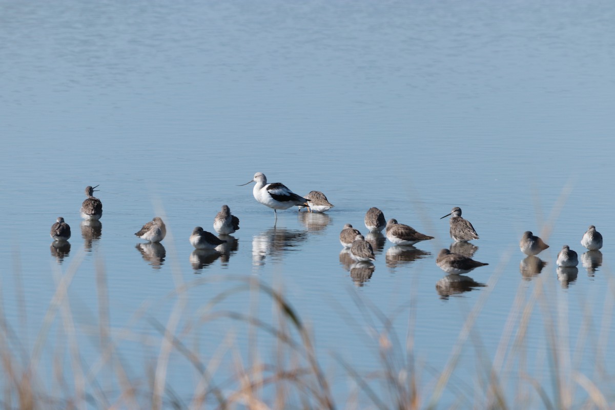 American Avocet - ML644629262