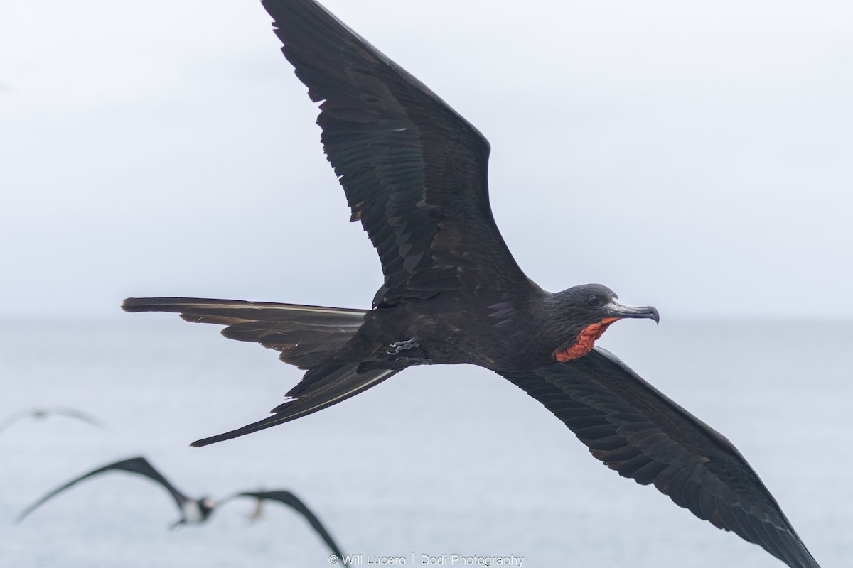 Muhteşem Fregatkuşu - ML644629263