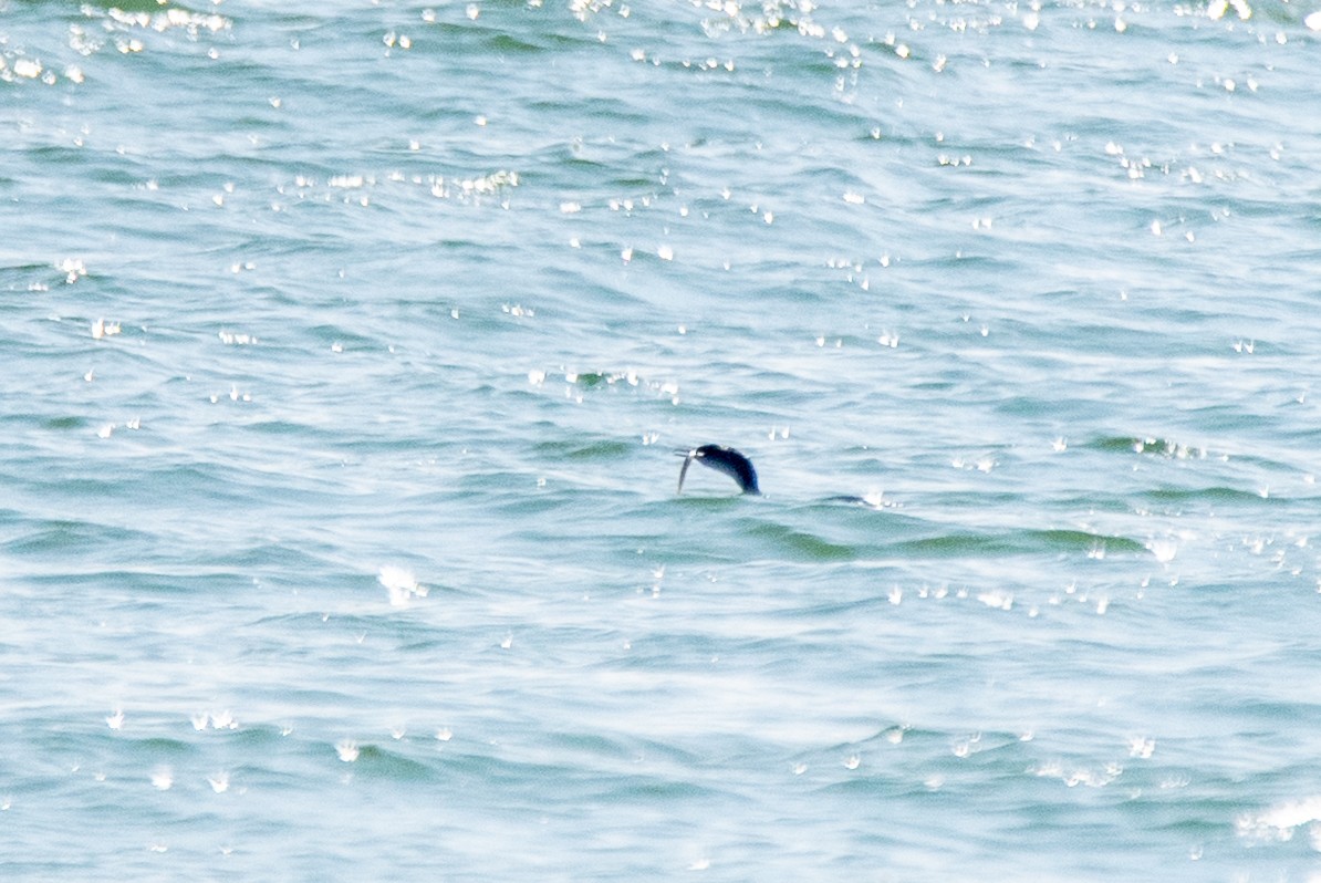 Pelagic Cormorant - ML644629265