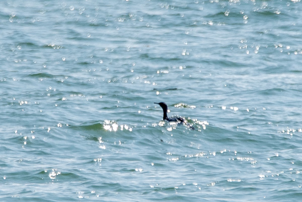 Pelagic Cormorant - ML644629268