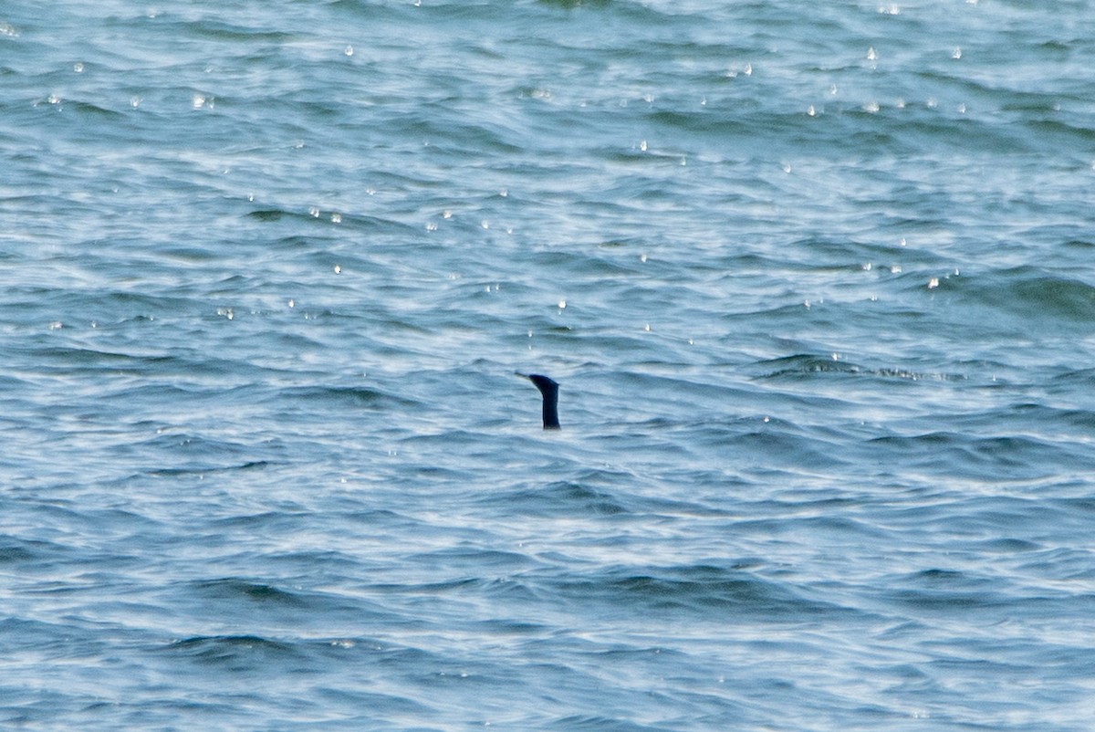 Pelagic Cormorant - ML644629270