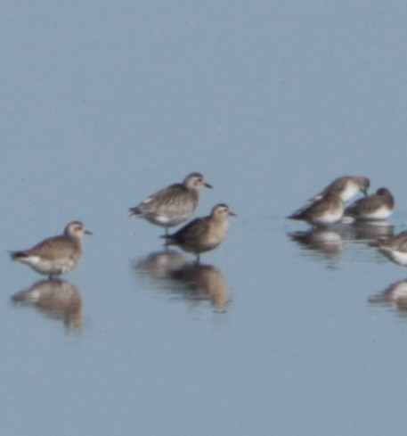 American Golden-Plover - ML644629274
