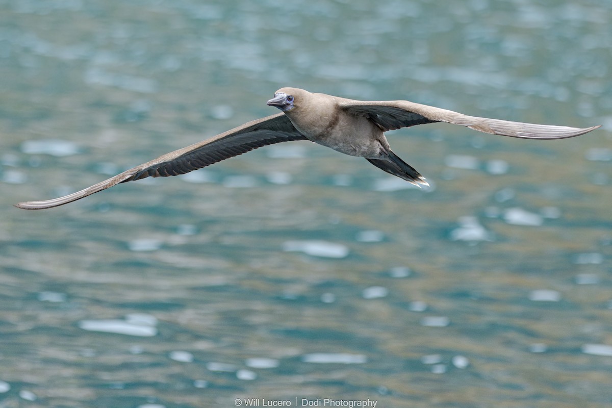 Сула червононога - ML644629275