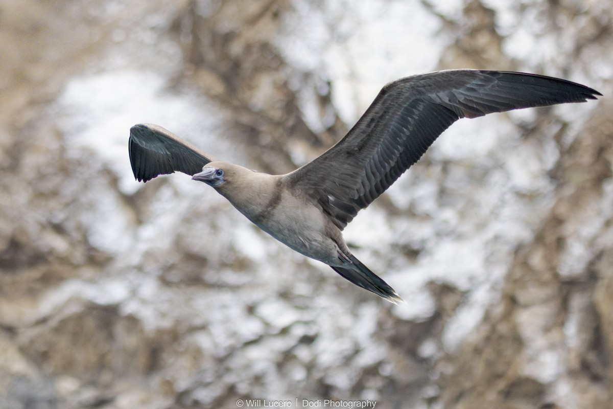 Сула червононога - ML644629276