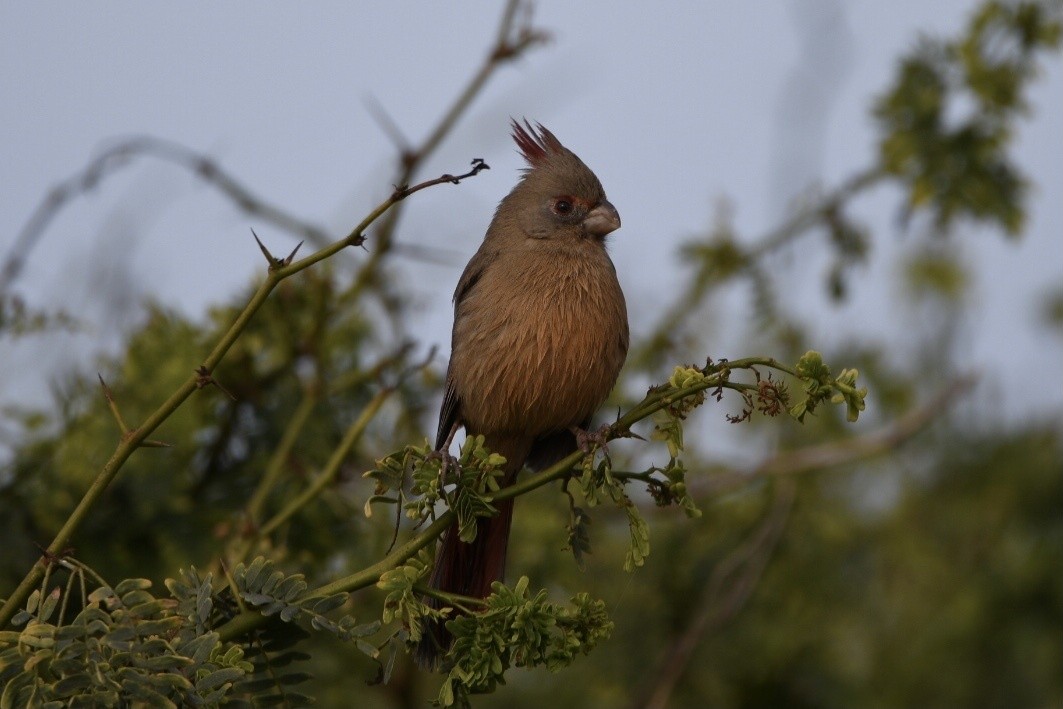 Pyrrhuloxia - ML644629277
