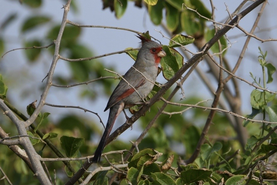 Pyrrhuloxia - ML644629278