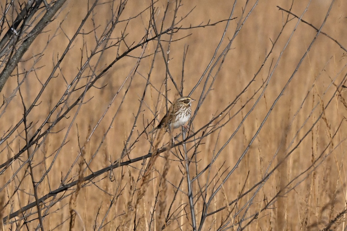 Пасовник савановий - ML644629279