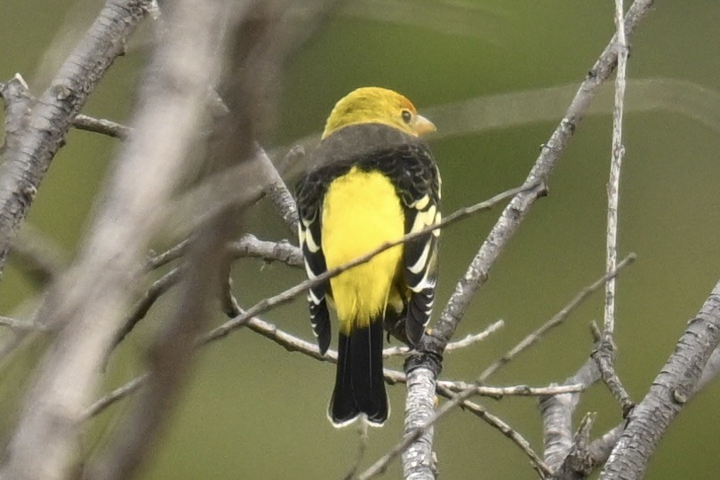 vestpiranga - ML644629280