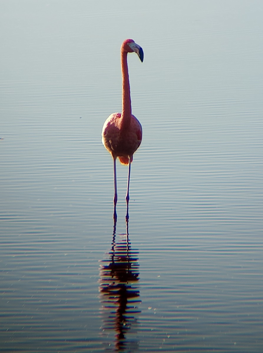 American Flamingo - ML644629282