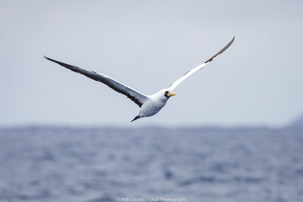 Nazcatölpel - ML644629284