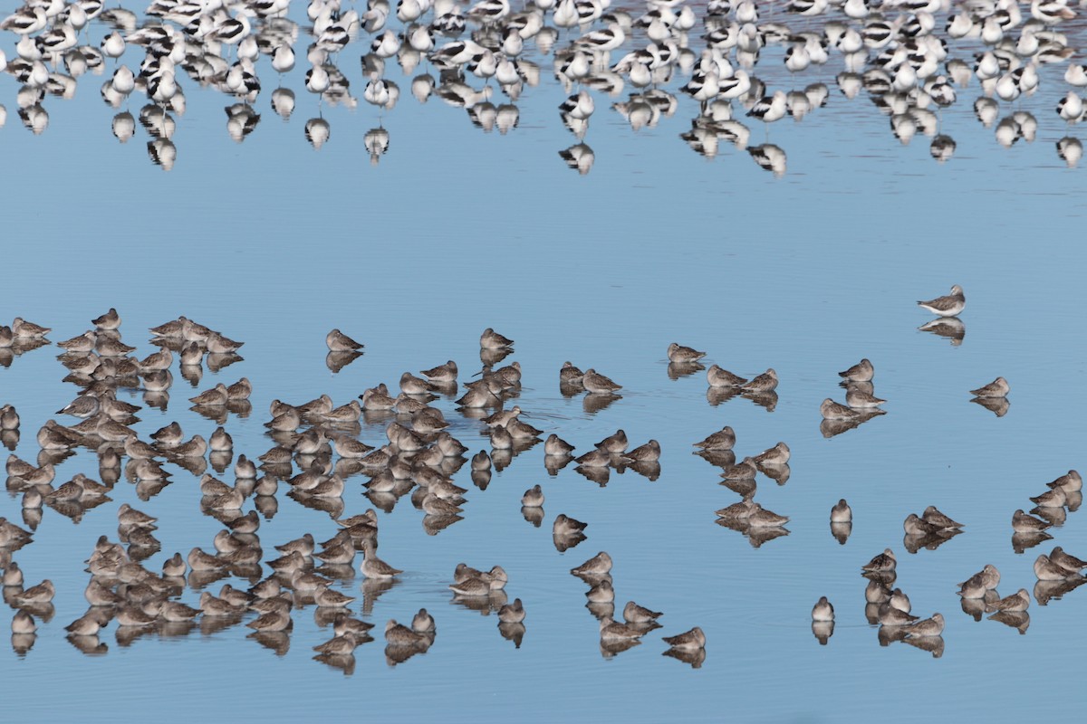 Short-billed/Long-billed Dowitcher - ML644629285