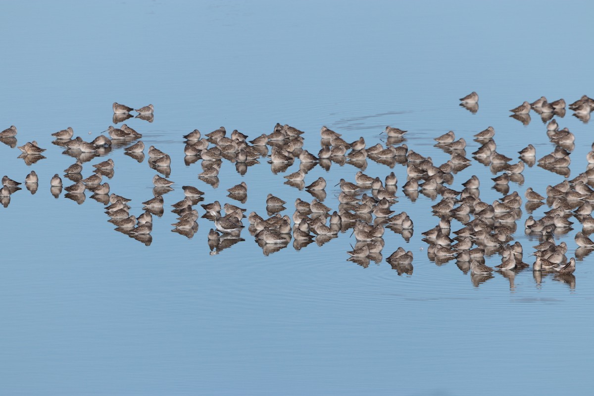 Short-billed/Long-billed Dowitcher - ML644629286