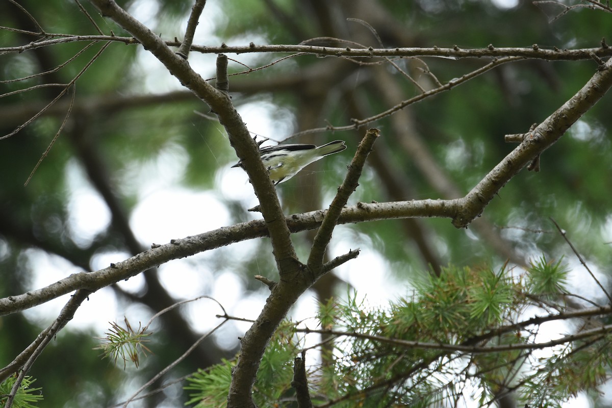 Black-throated Gray Warbler - ML644629292