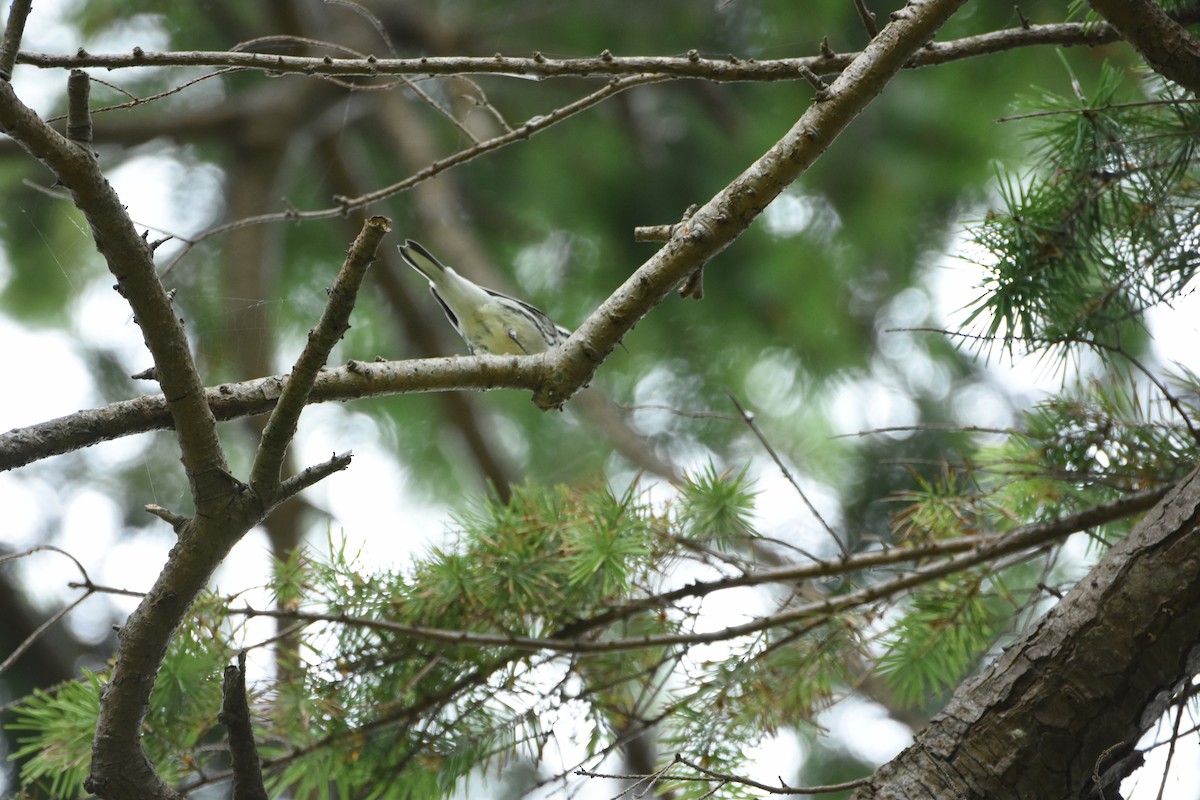Black-throated Gray Warbler - ML644629295