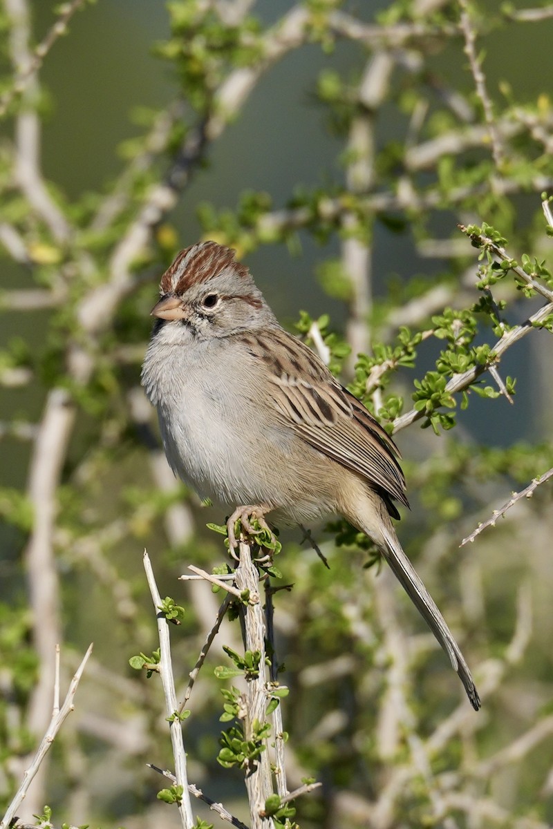Рыжекрылая овсянка - ML644629299