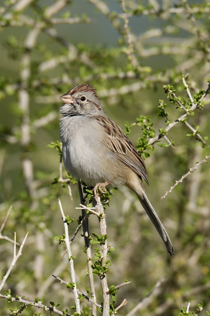 Рыжекрылая овсянка - ML644629300