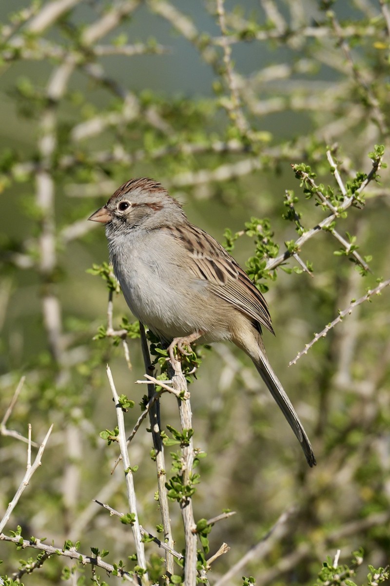 Рыжекрылая овсянка - ML644629302