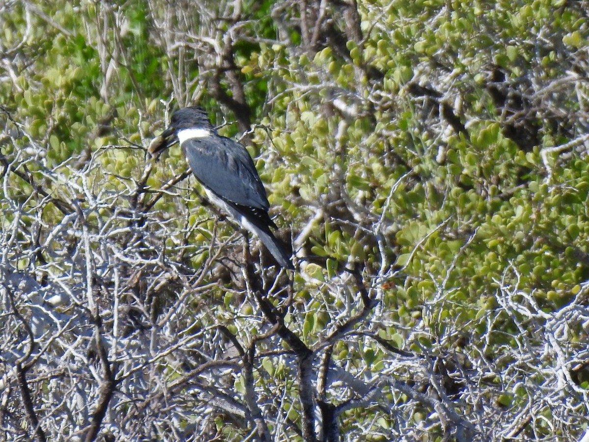 Рибалочка-чубань північний - ML644629303