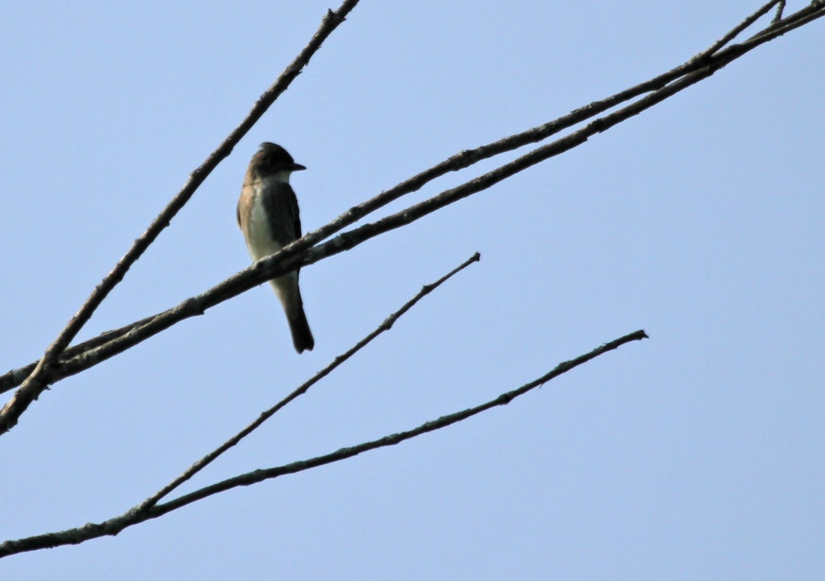 Піві північний - ML644629305