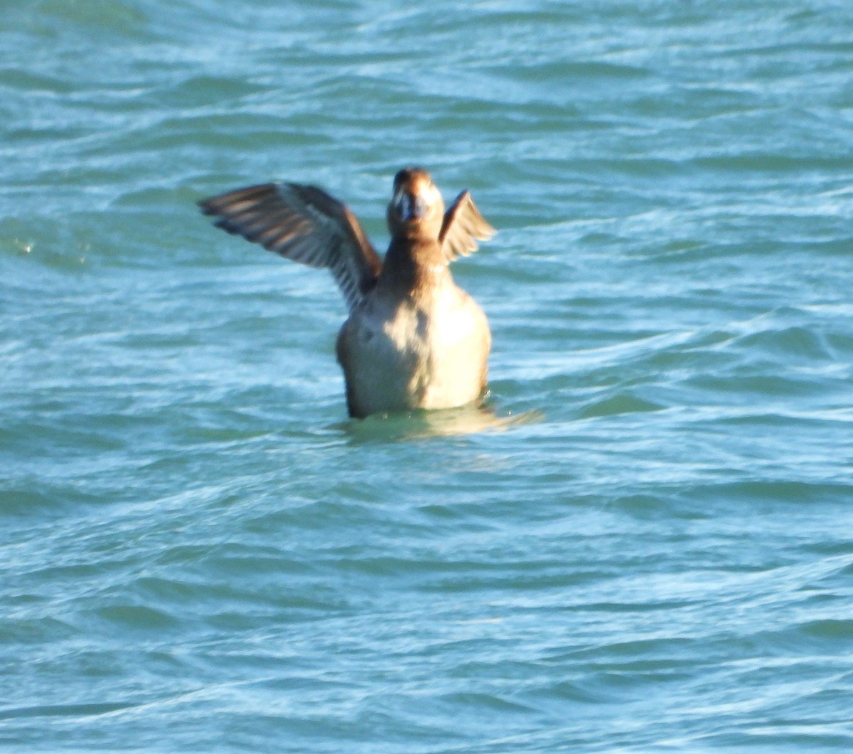 Турпан горбатодзьобий - ML644629306