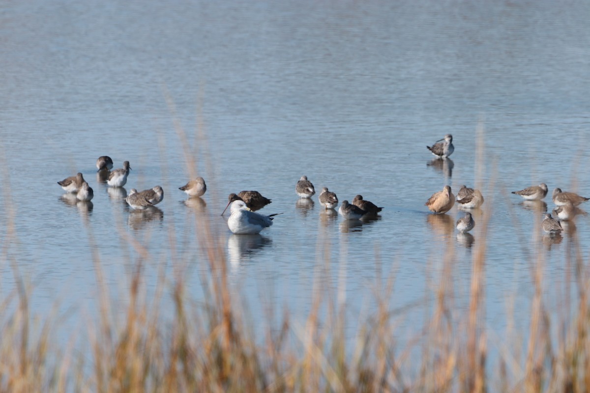 Грицик чорнохвостий - ML644629307