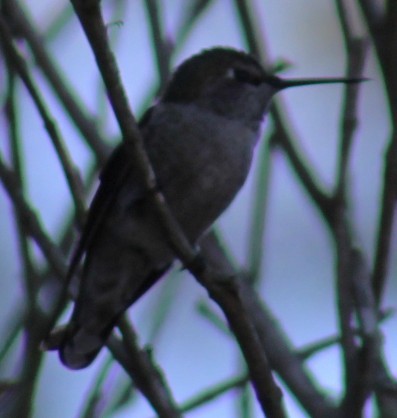 Каліпта рубіновоголова - ML644629310