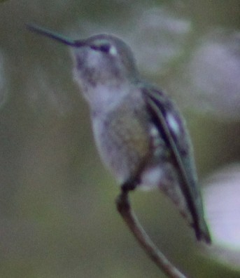 Каліпта рубіновоголова - ML644629311