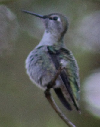 Каліпта рубіновоголова - ML644629312