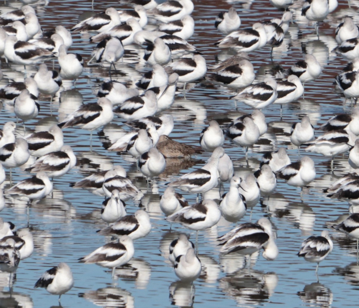 Грицик канадський - ML644629314