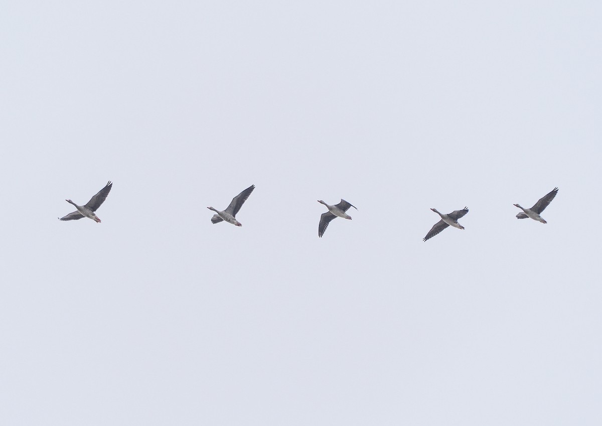 Гуска сіра (підвид rubrirostris) - ML644629315