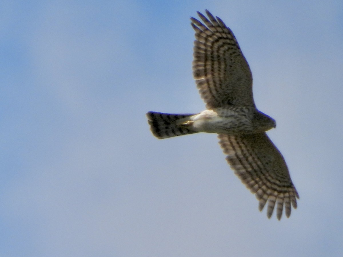 Яструб неоарктичний - ML644629316