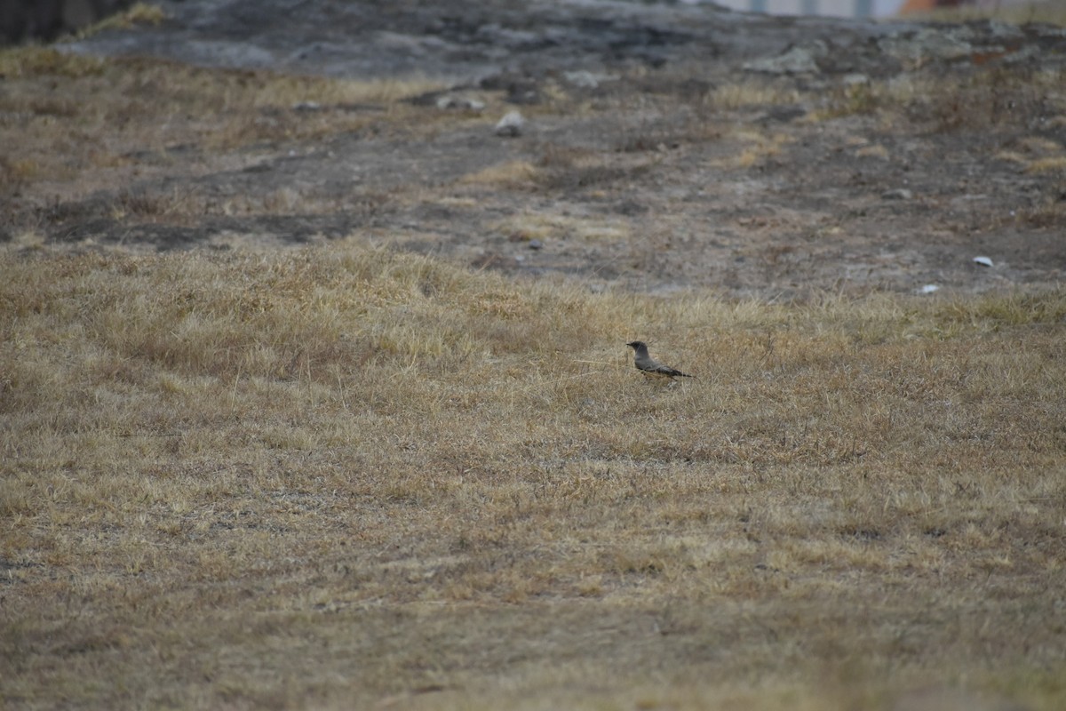 Феб великий - ML644629318