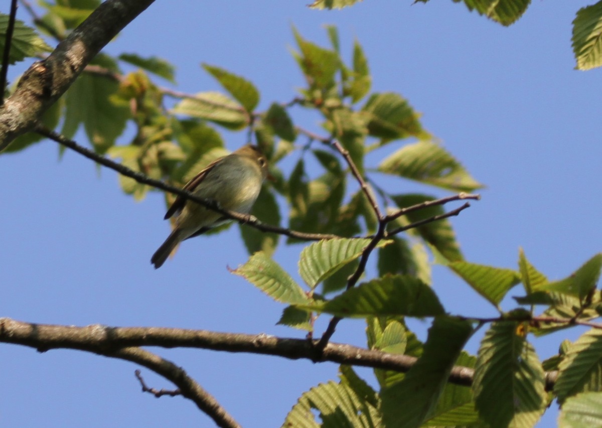 Піві-малюк жовточеревий - ML644629320