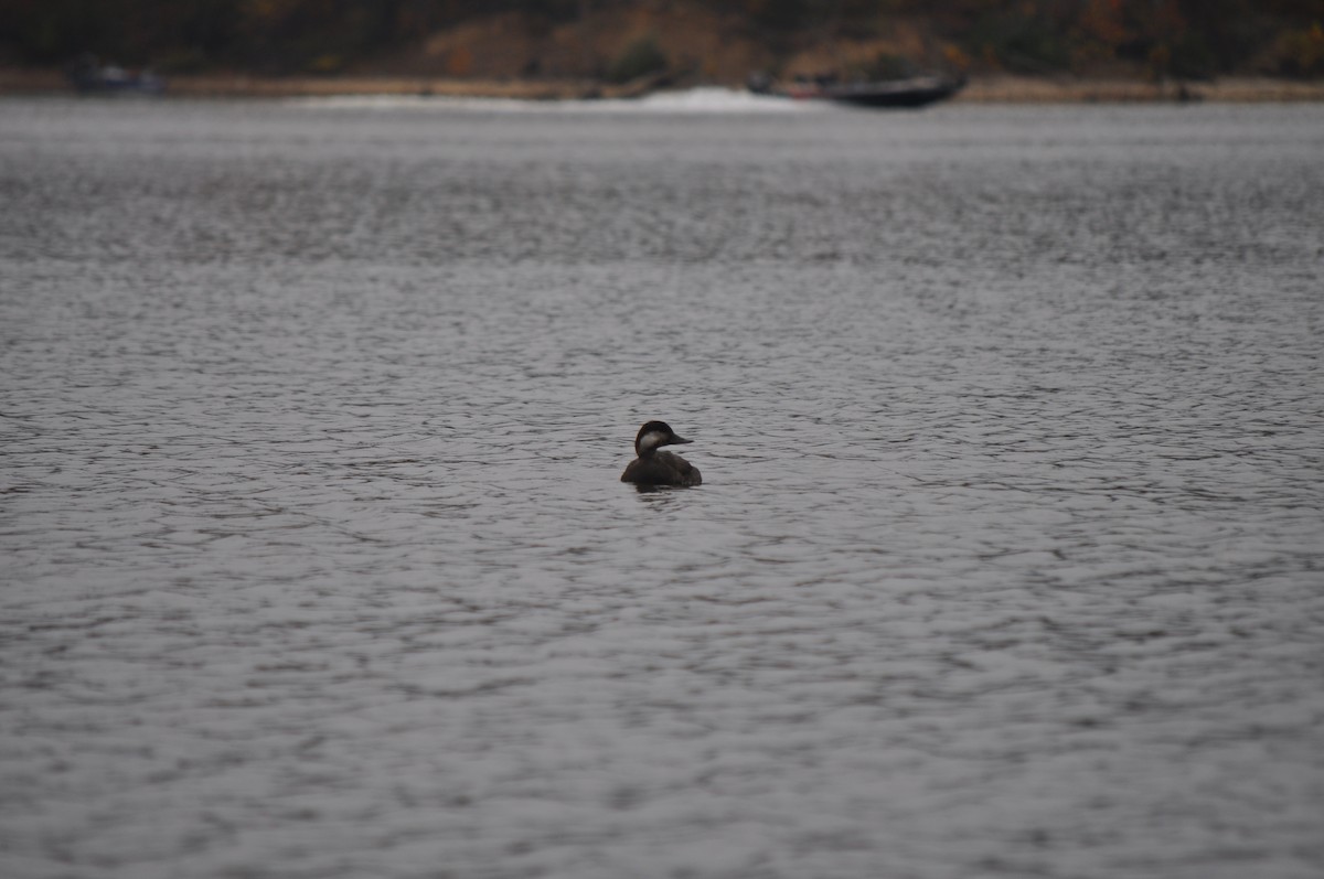 Савка американська - ML644629323