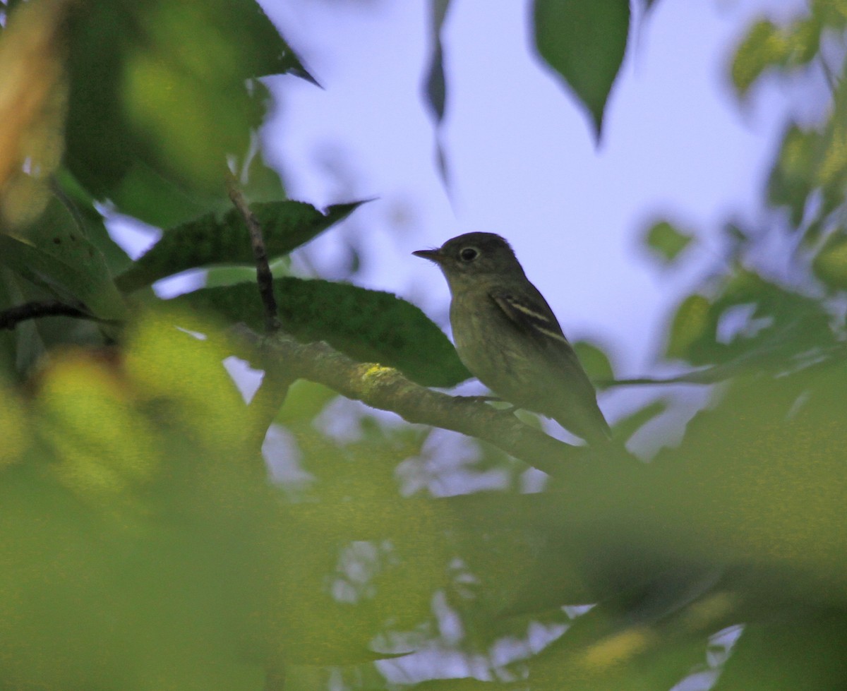 Піві-малюк жовточеревий - ML644629324