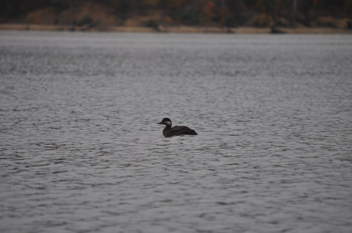 Савка американська - ML644629325