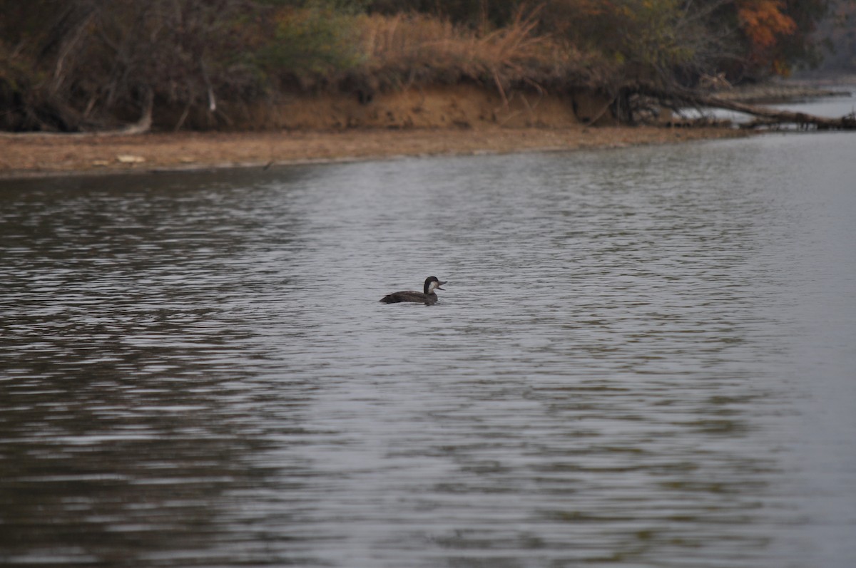 Савка американська - ML644629326