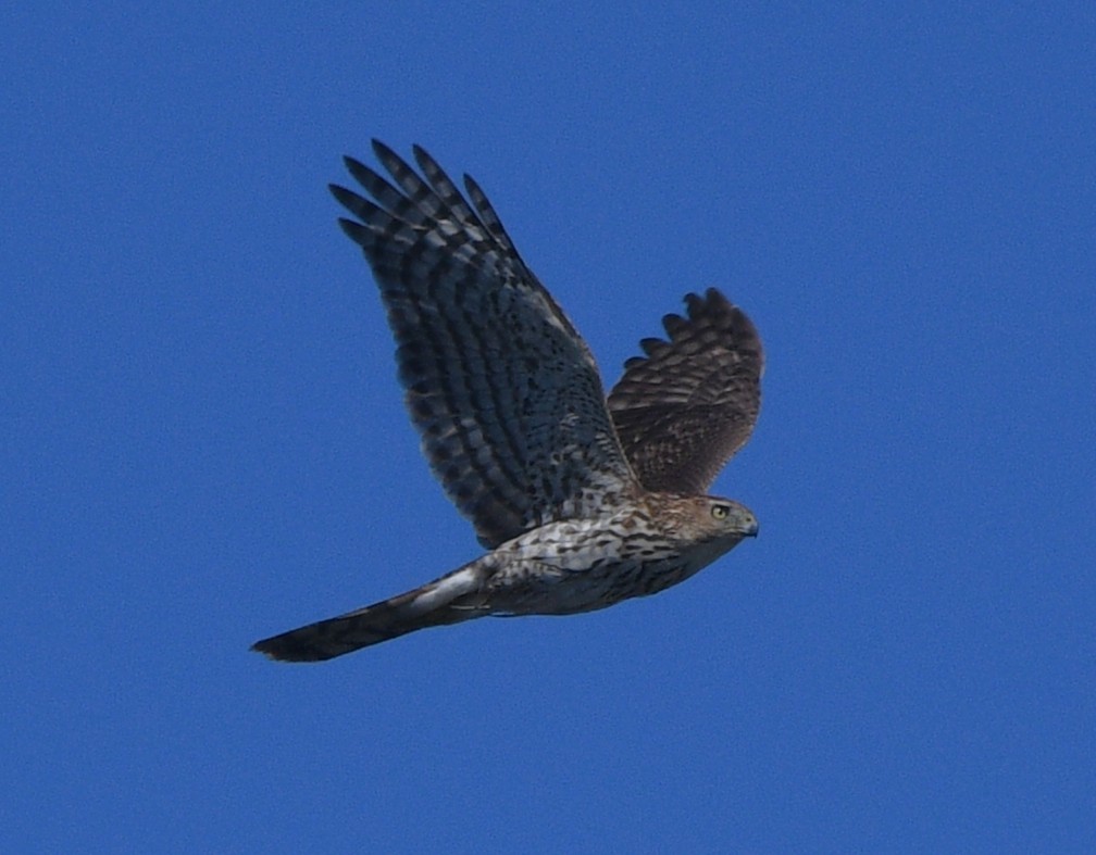 Яструб чорноголовий - ML644629327