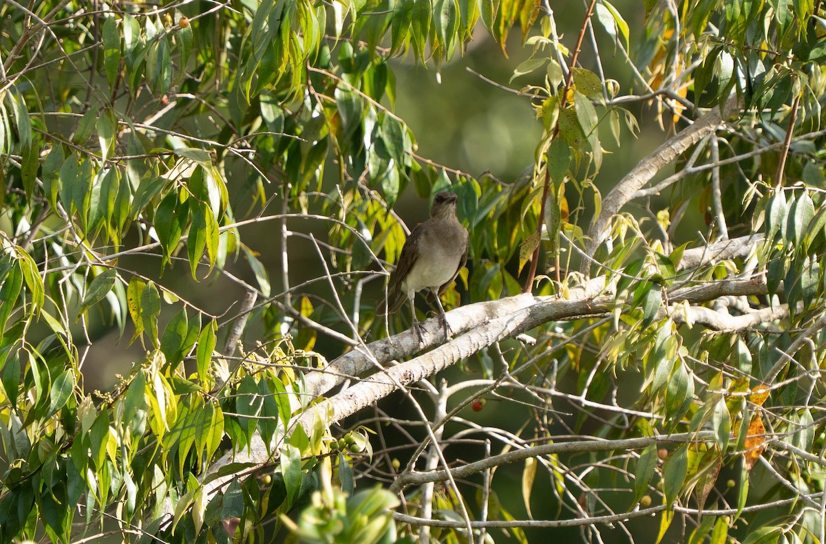 Дрізд чорнодзьобий - ML644629331