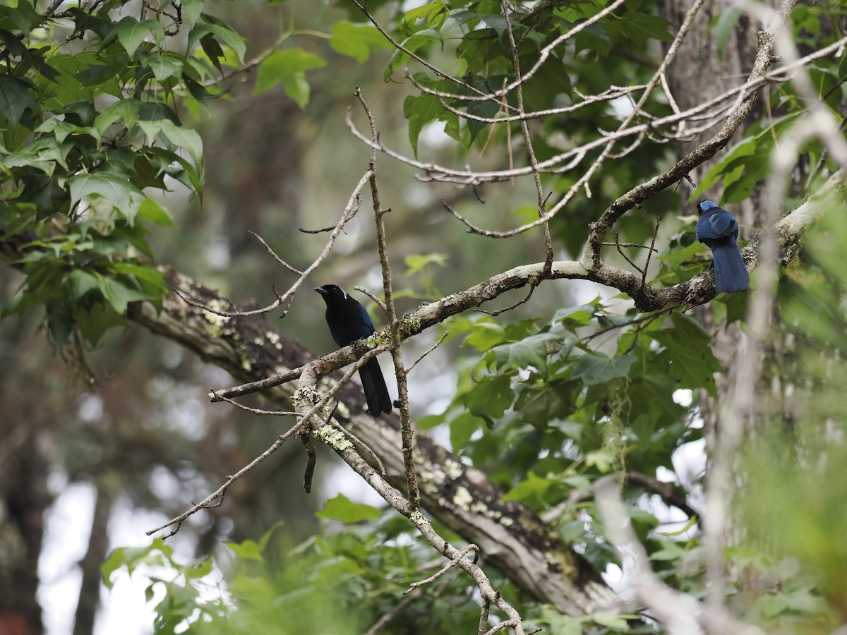 Гагер чорнощокий - ML644629332