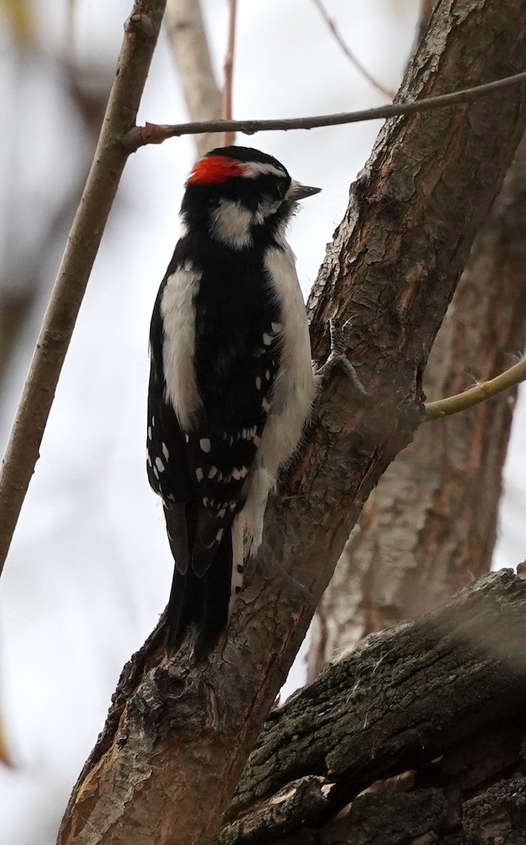 Дятел пухнастий - ML644629333